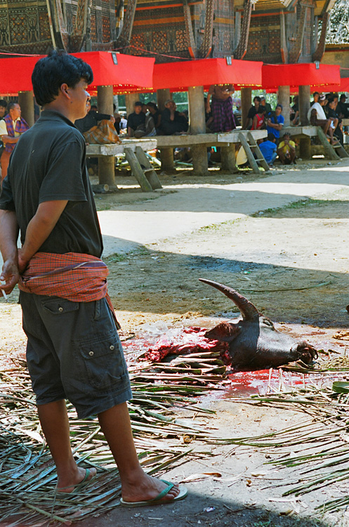 Pays Toraja / Funrailles: nature morte.
