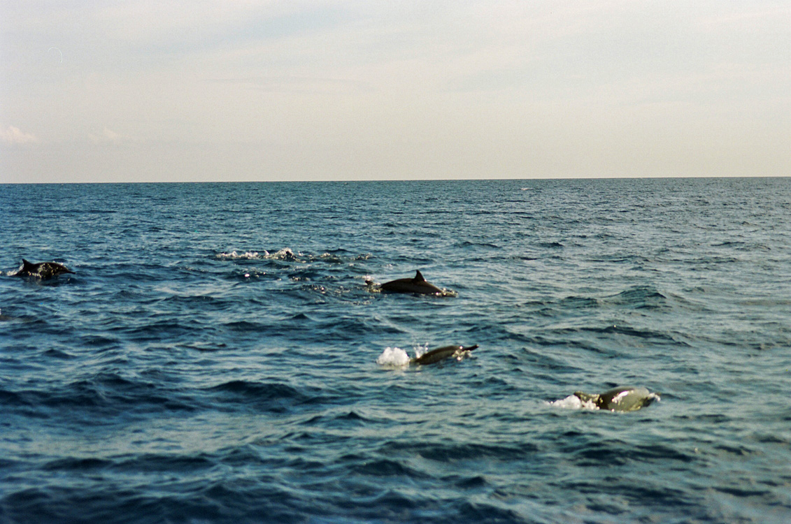 Bunaken / Dolphin Trip.