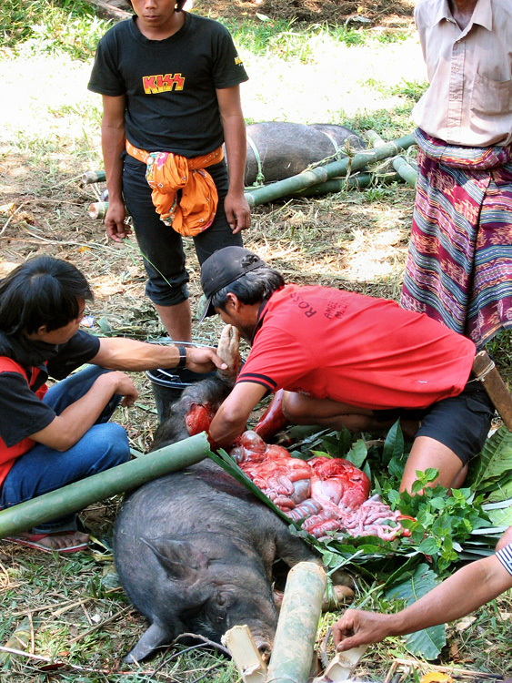Pays Toraja / Funrailles: tripage d'un cochon.