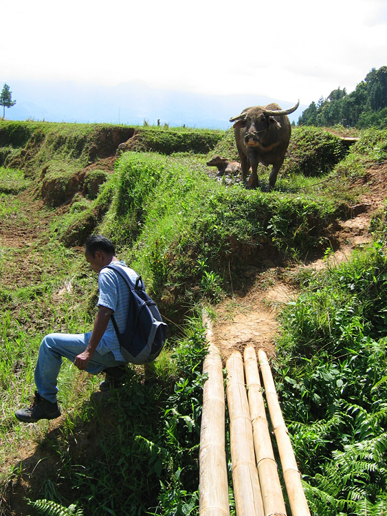 Pays Toraja / Trek dans les montagnes: mieux vaut fuire devant ce buffle et son petit.