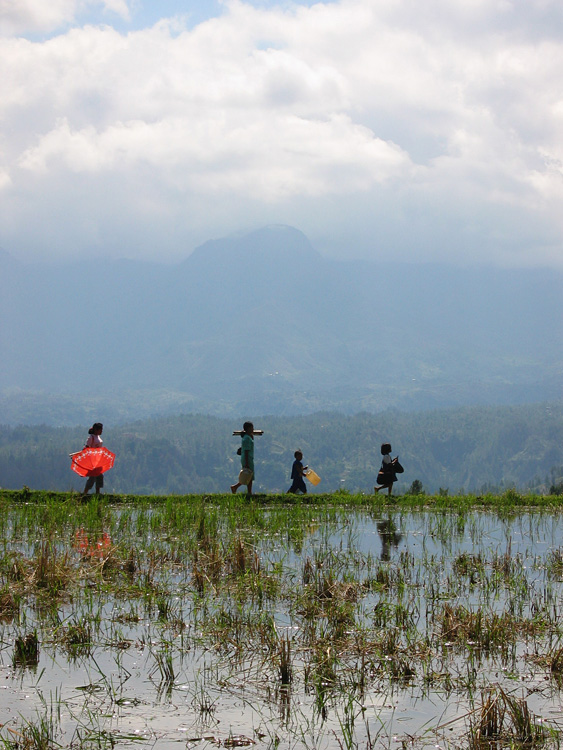 Pays Toraja / Trek dans les montagnes: Paysage.