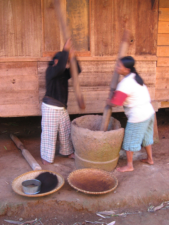 Pays Toraja / Trek dans les montagnes: pilonage du caf.