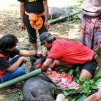 Pays Toraja / Funrailles: tripage d'un cochon.