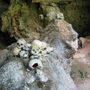 Pays Toraja / ''Natural graves''.