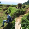Pays Toraja / Trek dans les montagnes: mieux vaut fuire devant ce buffle et son petit.