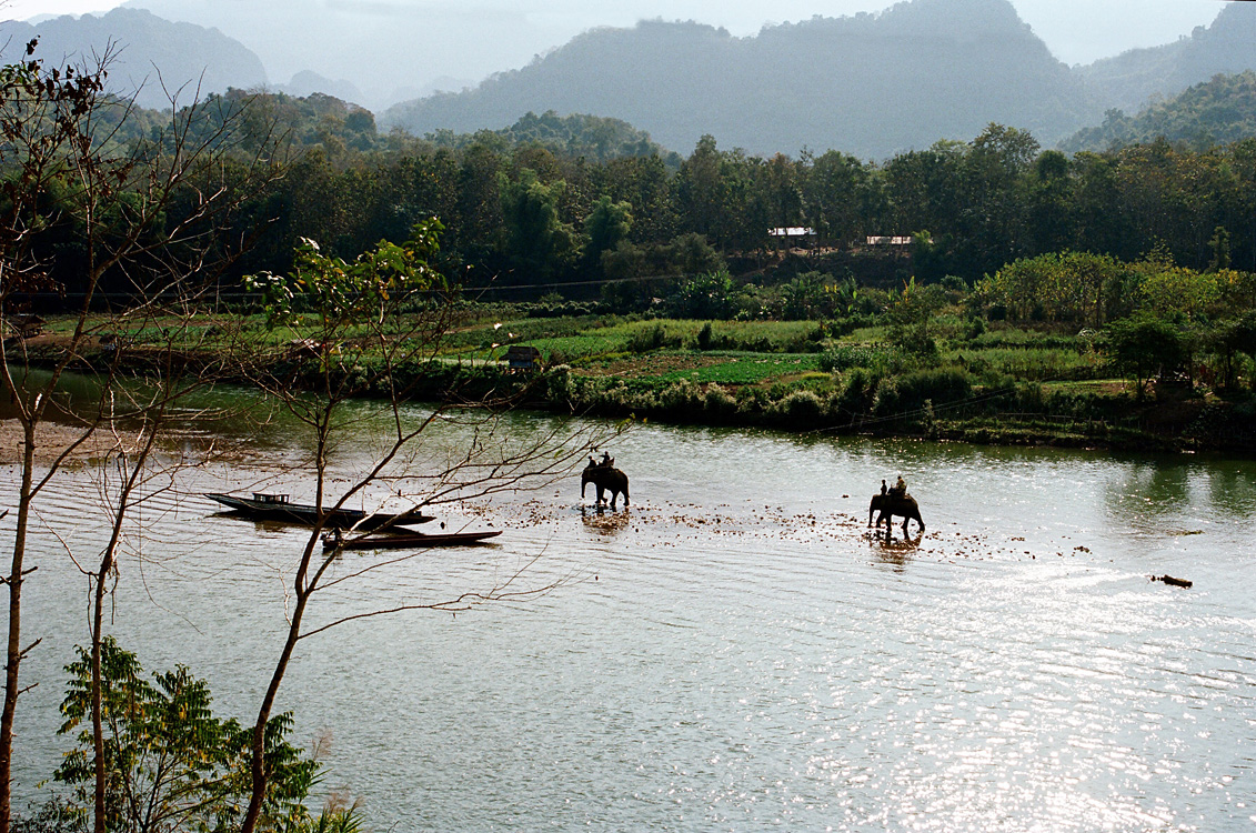 Promenade des élephants dans la rivière (près de Luang Prabang)