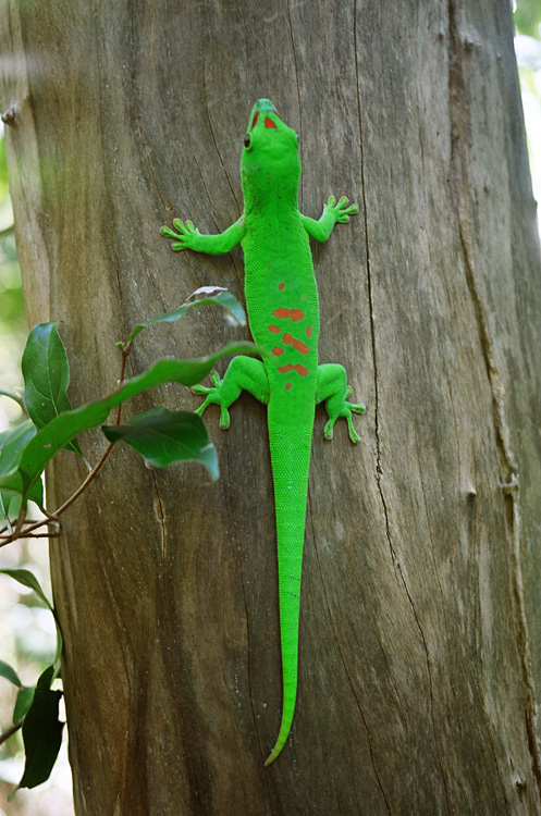 Madagascar, 2010