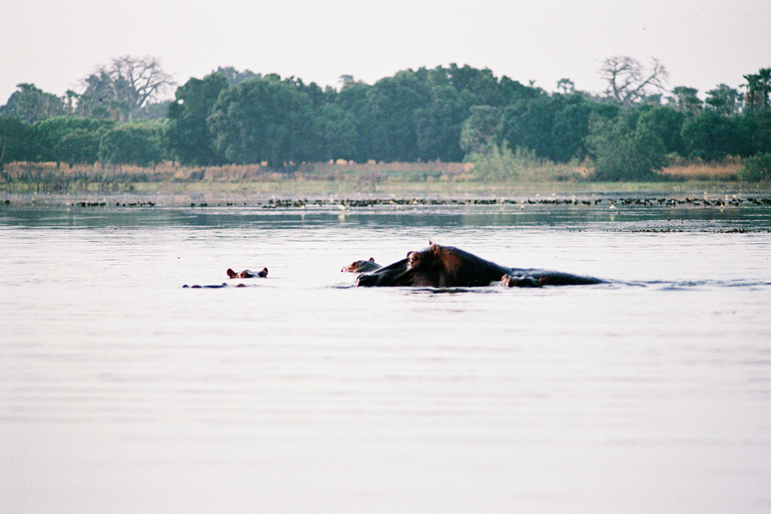 Lac aux hippopotames de Tangrela