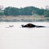 Lac aux hippopotames de Tangrela