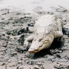 Mare aux crocodiles sacrés de Bazoulé