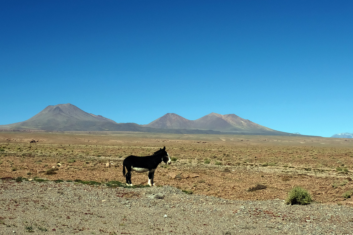The donkey guarding the Licancabur volcano (Around San Pedro de Atacama, Chile)