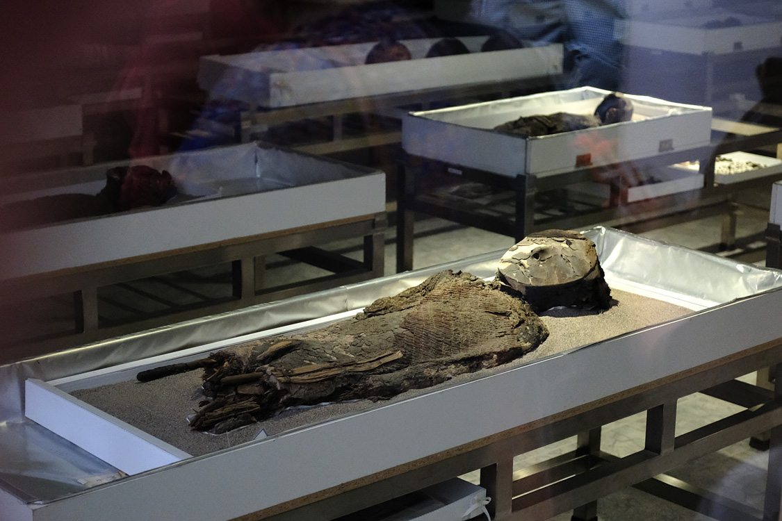Chinchorros mummies, the oldest in the world, at the San Miguel de Azapa museum near Arica (Arica)