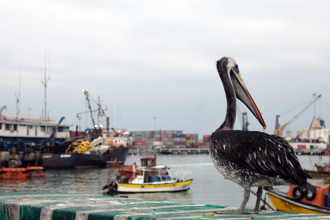 Hungry pelikano in the Arica harbor (Arica)