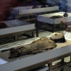 Chinchorros mummies, the oldest in the world, at the San Miguel de Azapa museum near Arica (Arica)