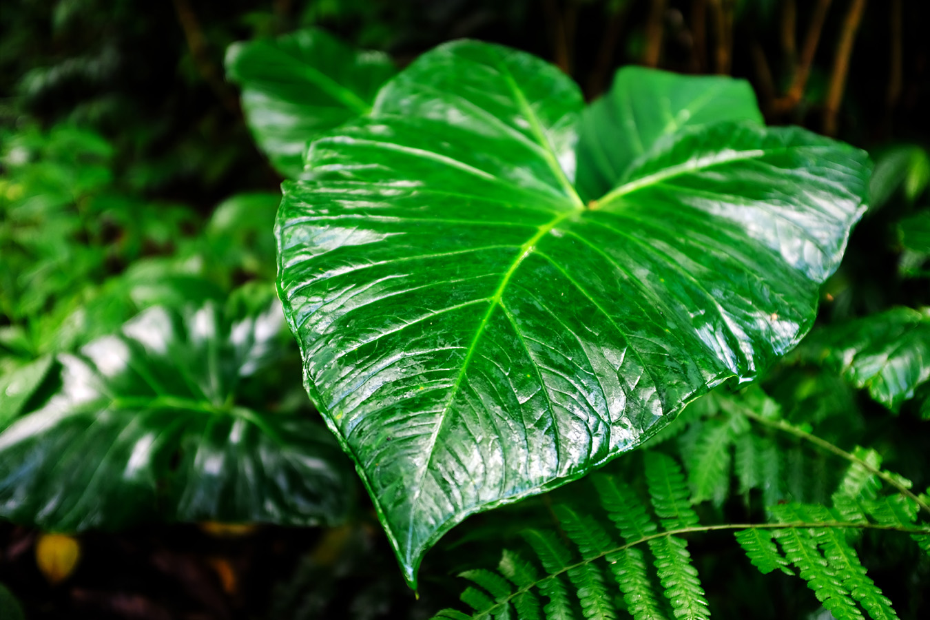 Indonesia, november 2022