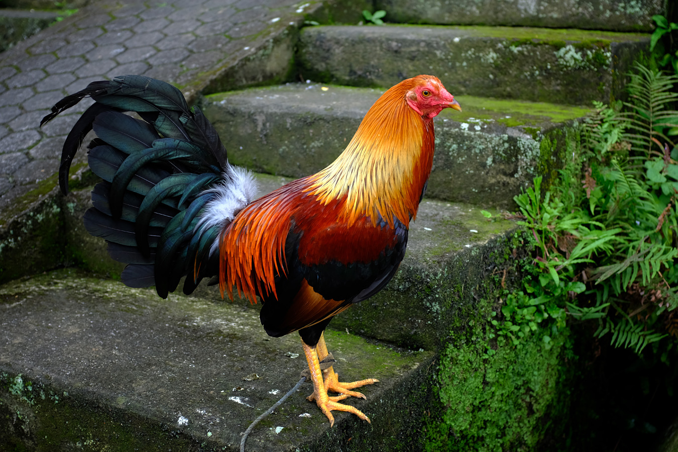 Indonesia, november 2022