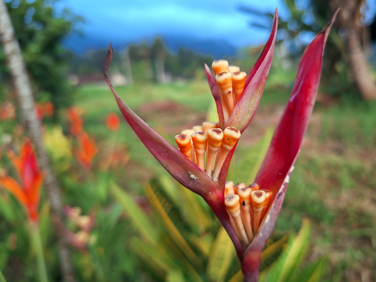 Indonesia, november 2023