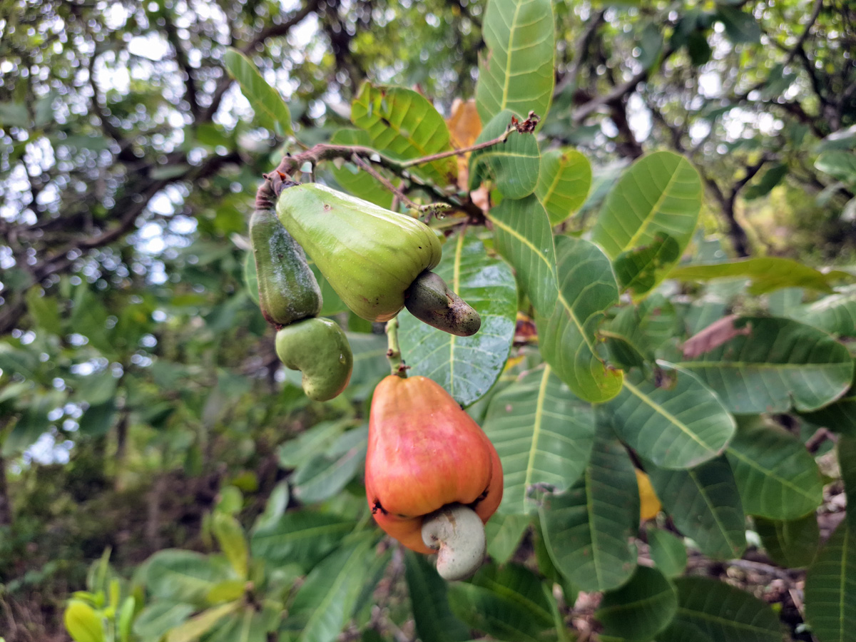 Indonesia, november 2023