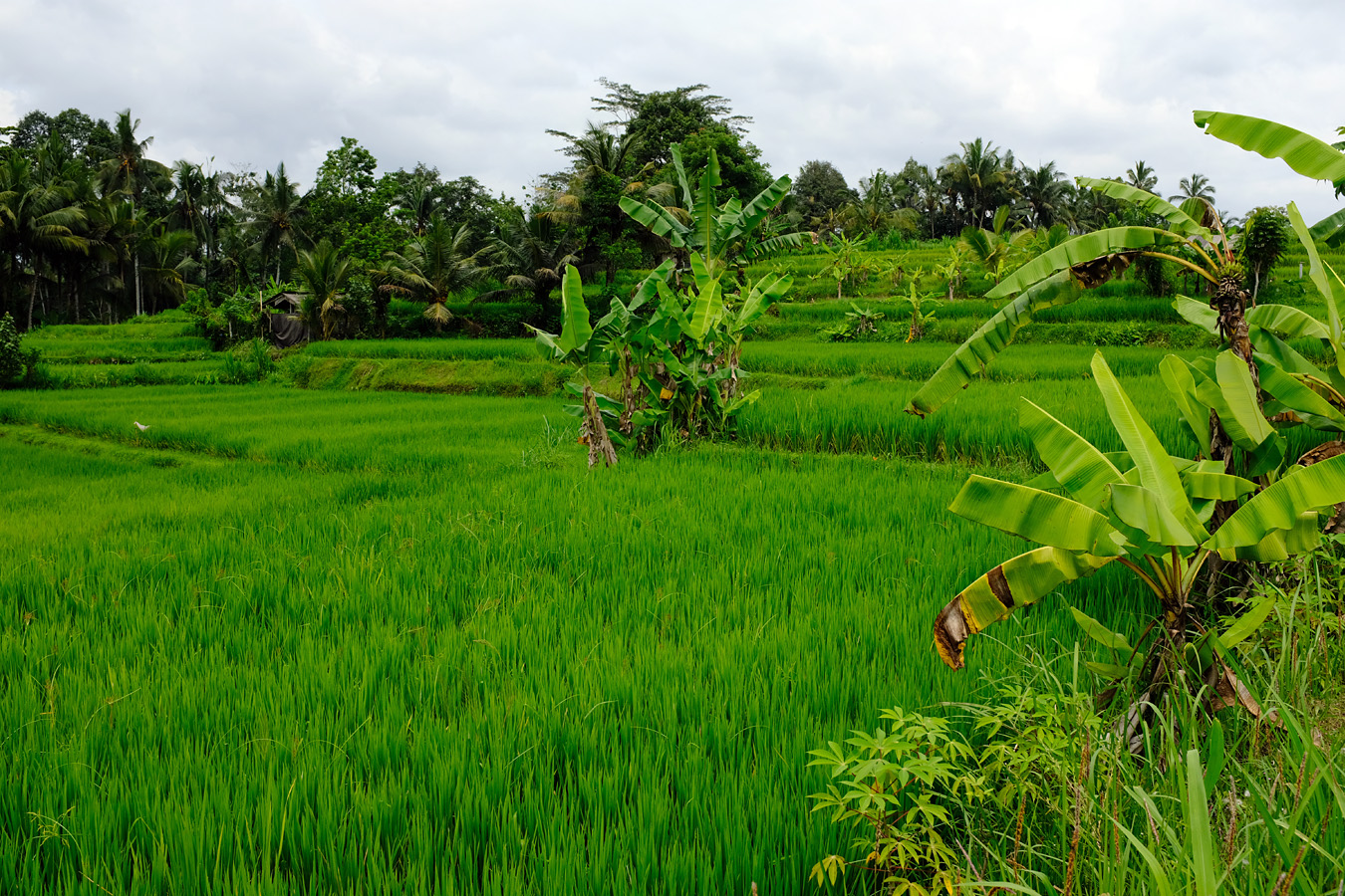 Indonesia, november 2023