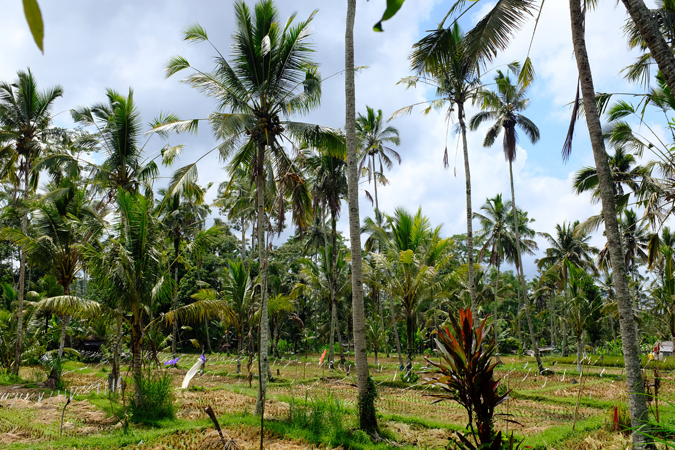 Indonesia, november 2023