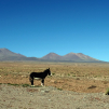The donkey guarding the Licancabur volcano (Around San Pedro de Atacama, Chile)